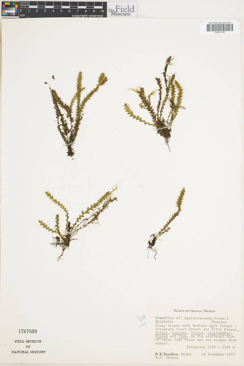 Grammitis basiattenuata