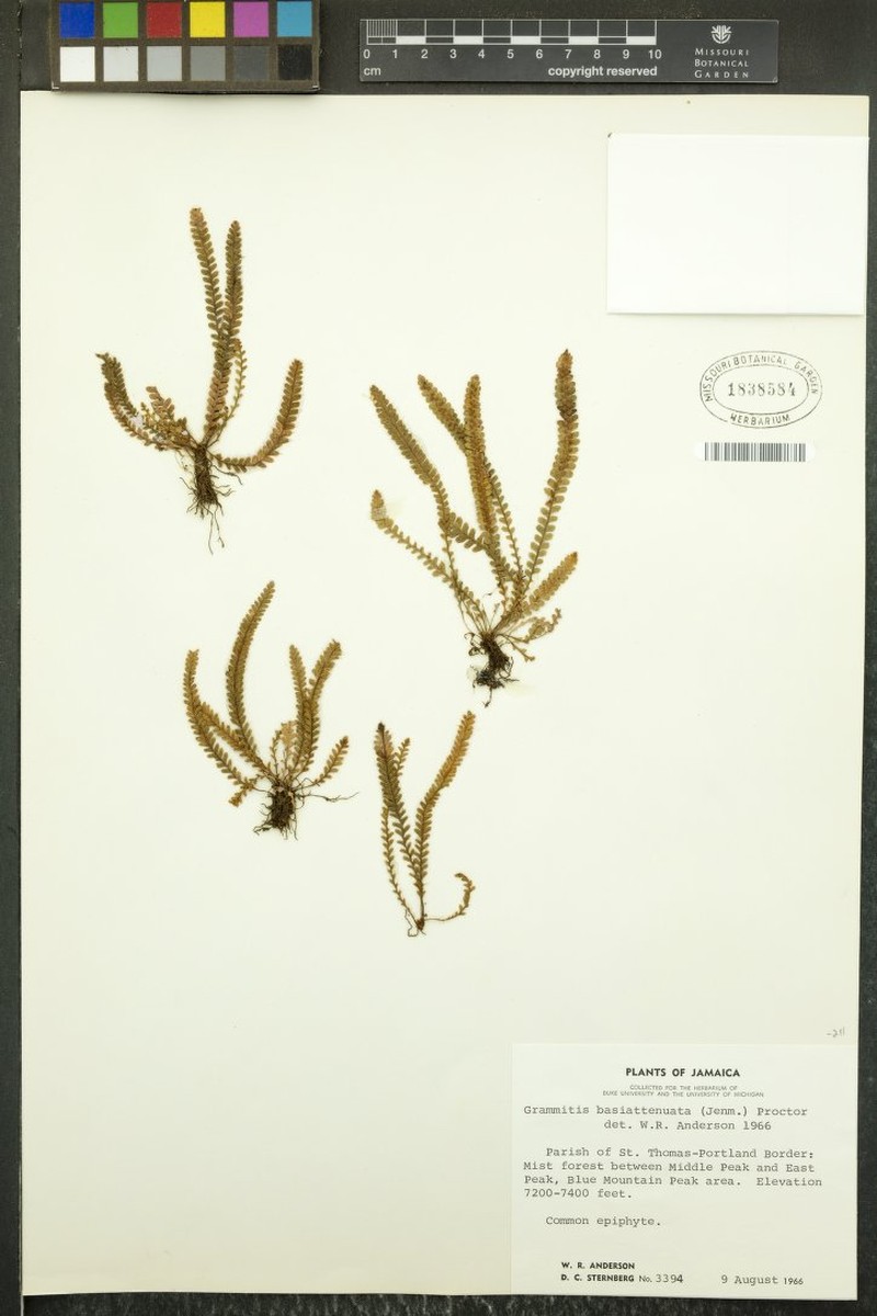 Grammitis basiattenuata photo 2