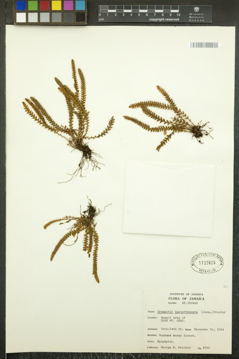 Grammitis basiattenuata photo 3