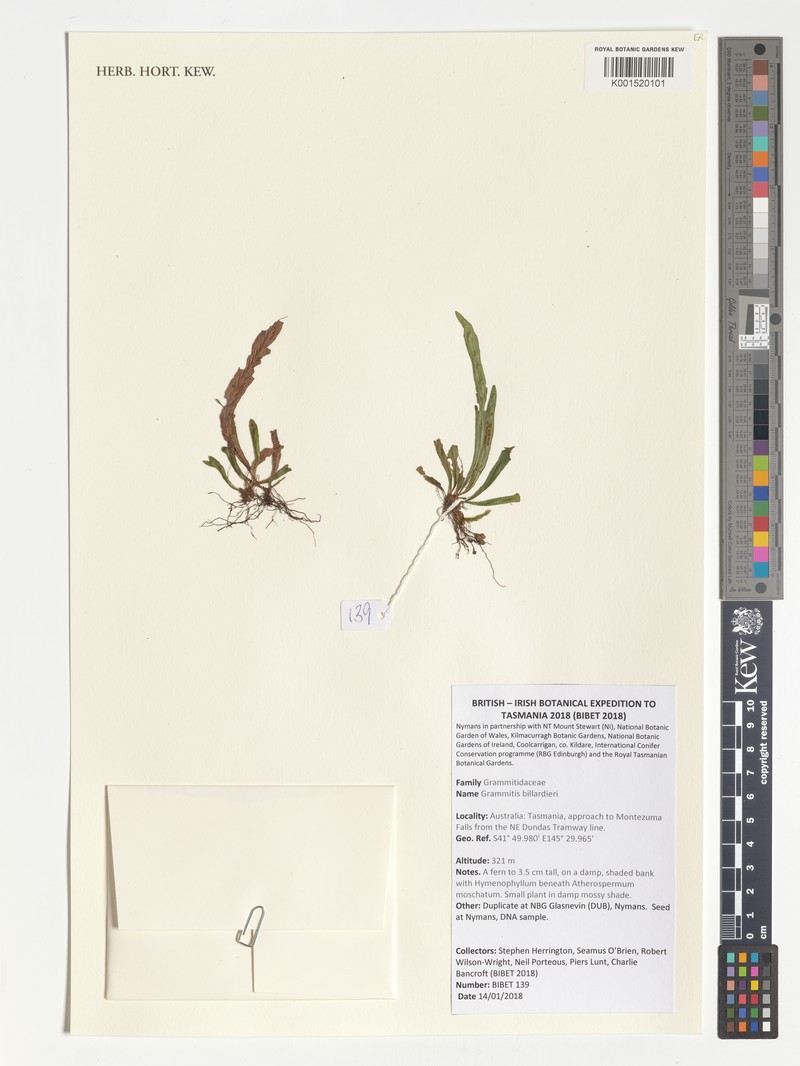Grammitis billardierei photo 3