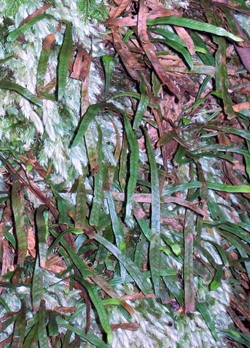 Grammitis billardierei