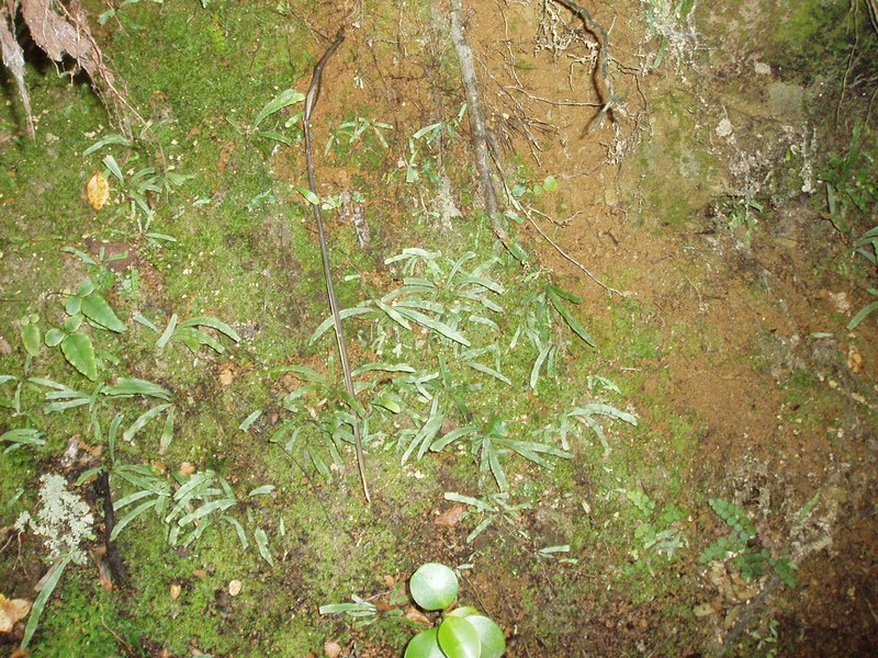 Grammitis billardierei photo 5