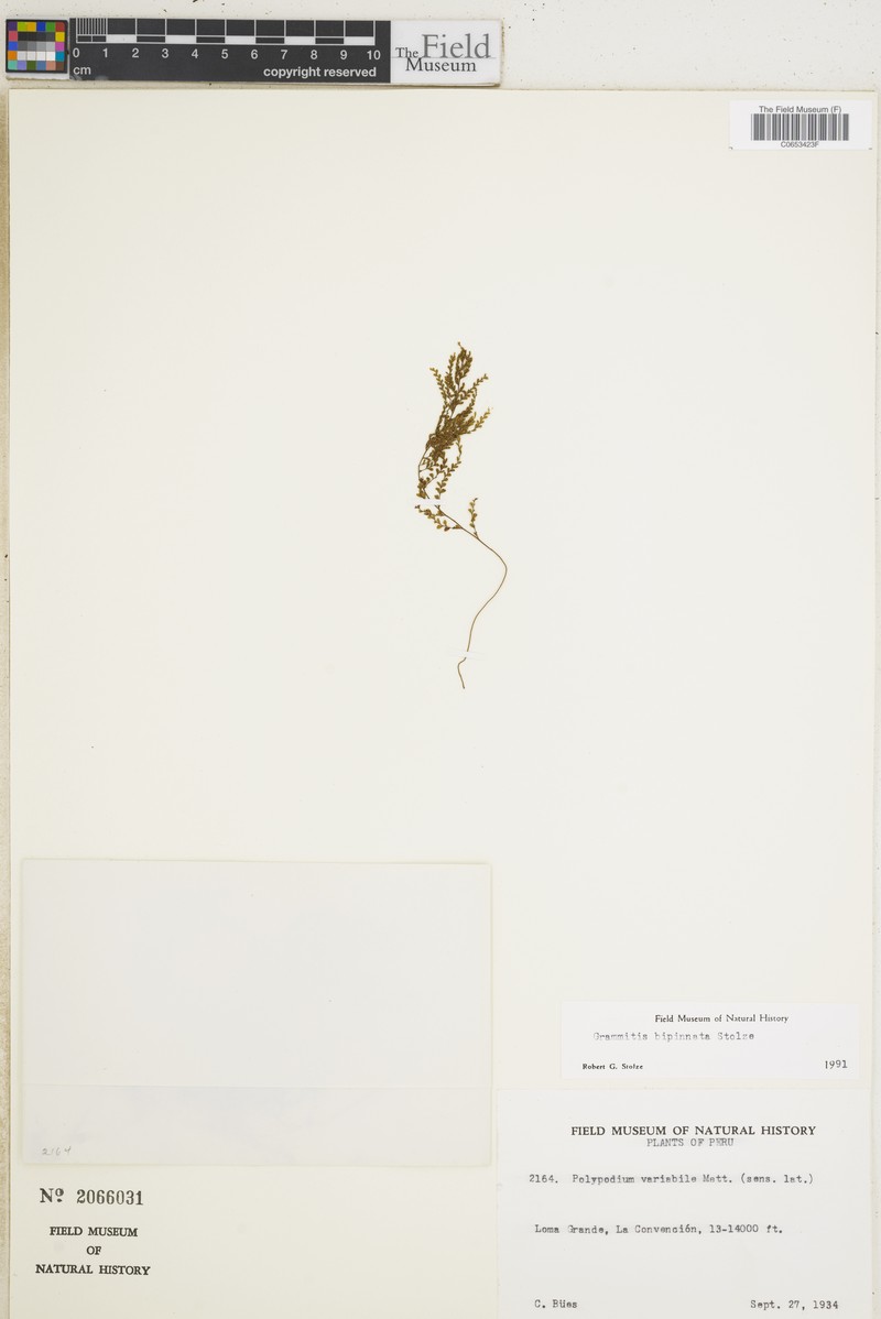 Grammitis bishopii
