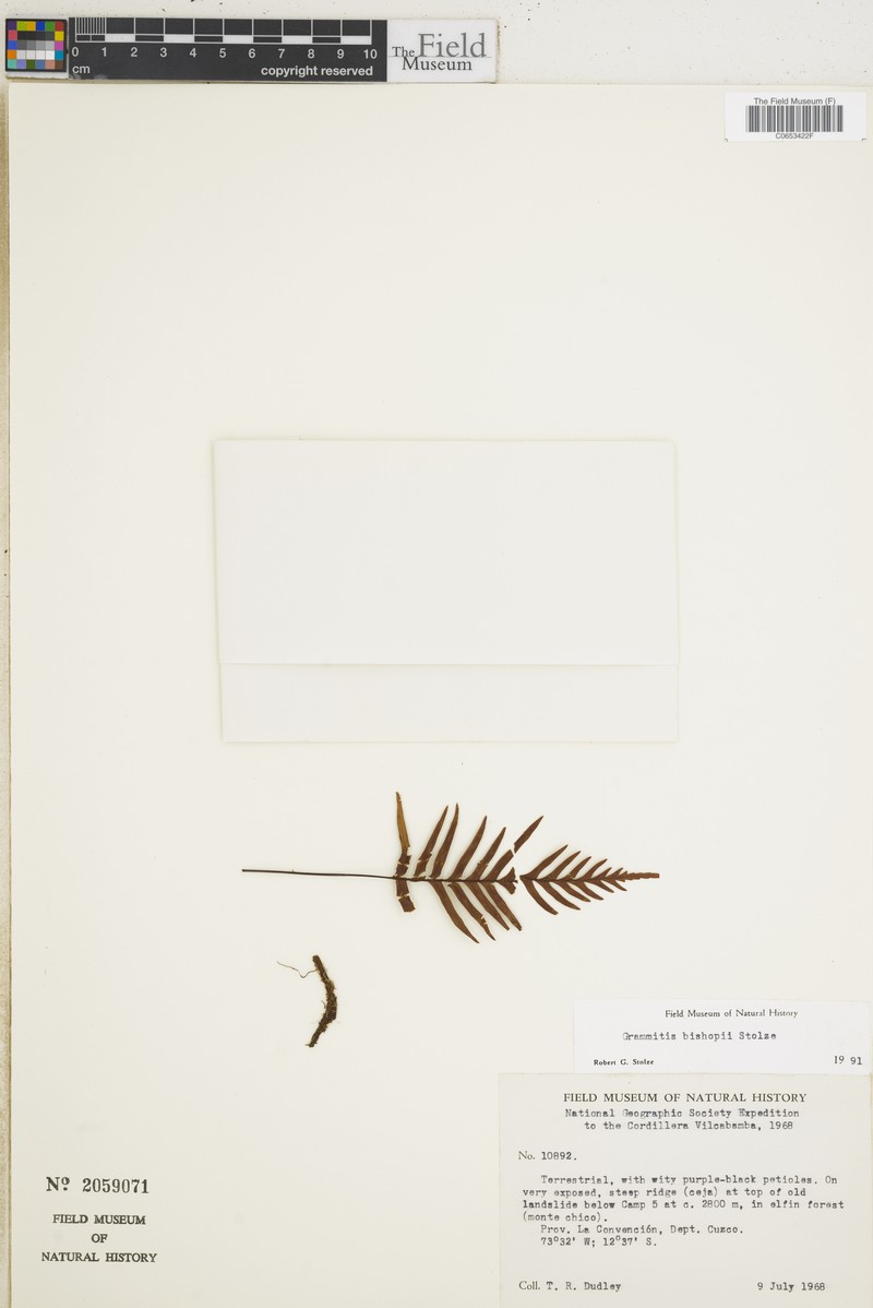 Grammitis bishopii photo 2