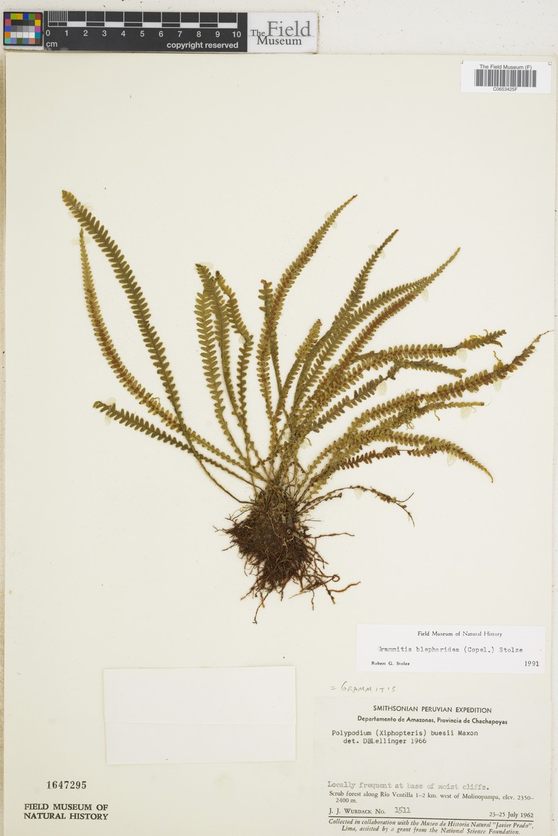 Grammitis blepharidea