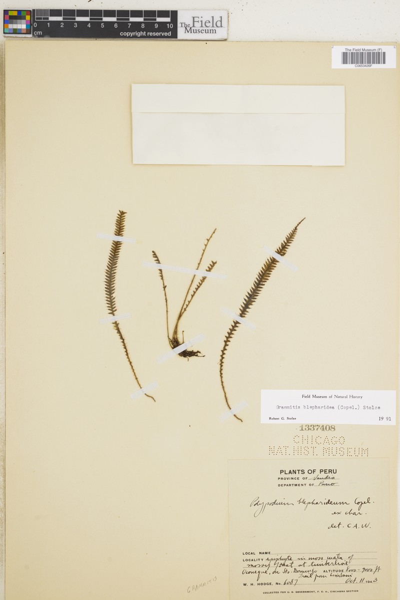 Grammitis blepharidea photo 2