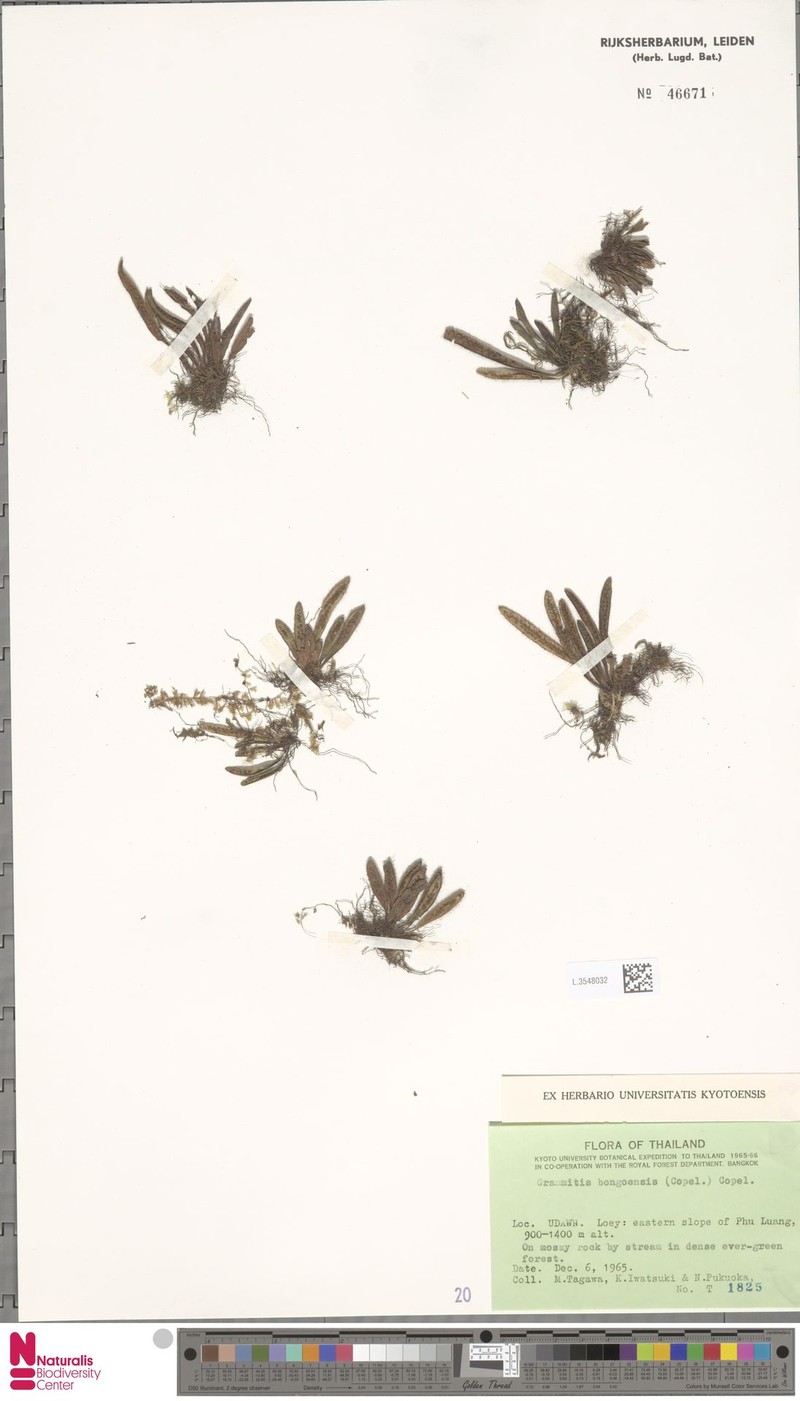Grammitis bongoensis