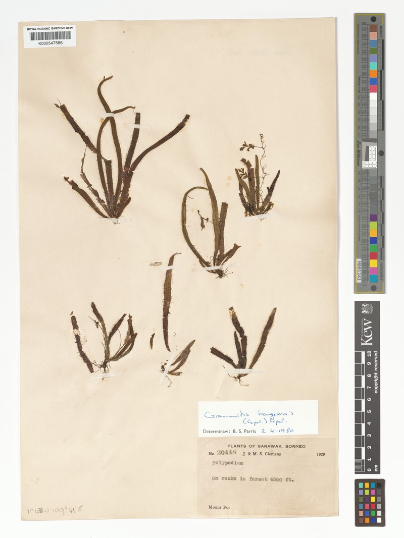 Grammitis bongoensis photo 2