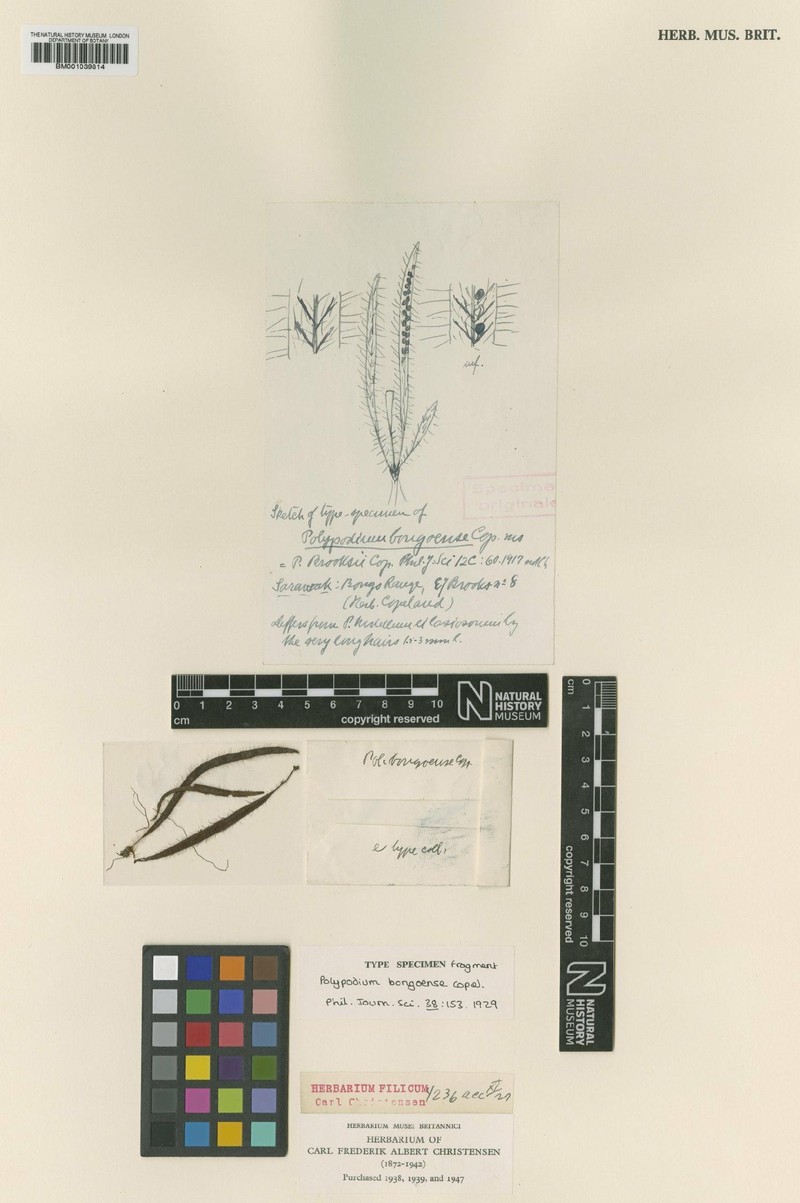 Grammitis bongoensis photo 3