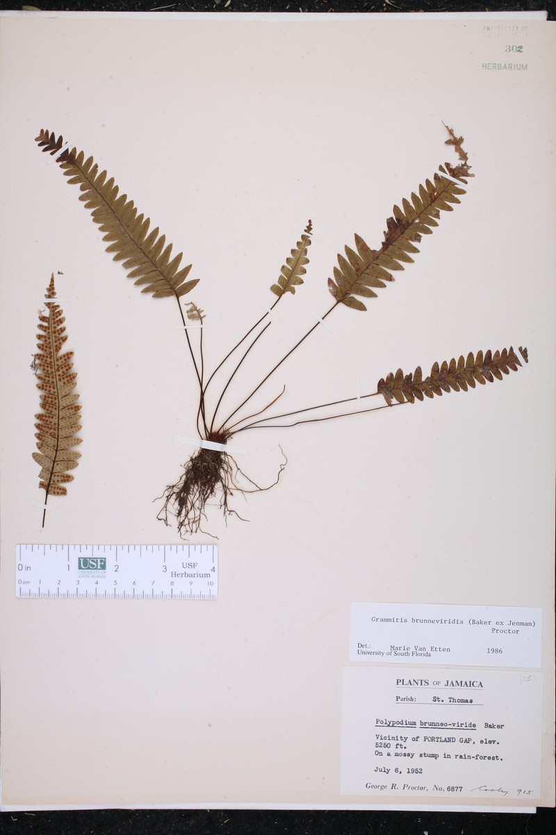 Grammitis brunneoviridis