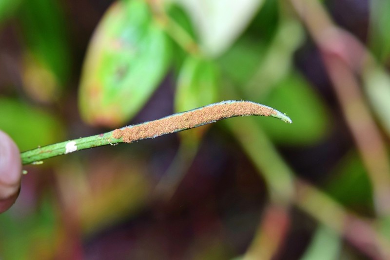 Grammitis bryophila