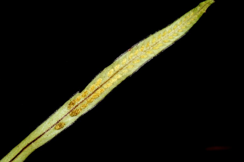 Grammitis bryophila photo 2
