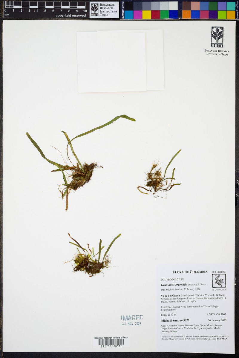 Grammitis bryophila photo 3