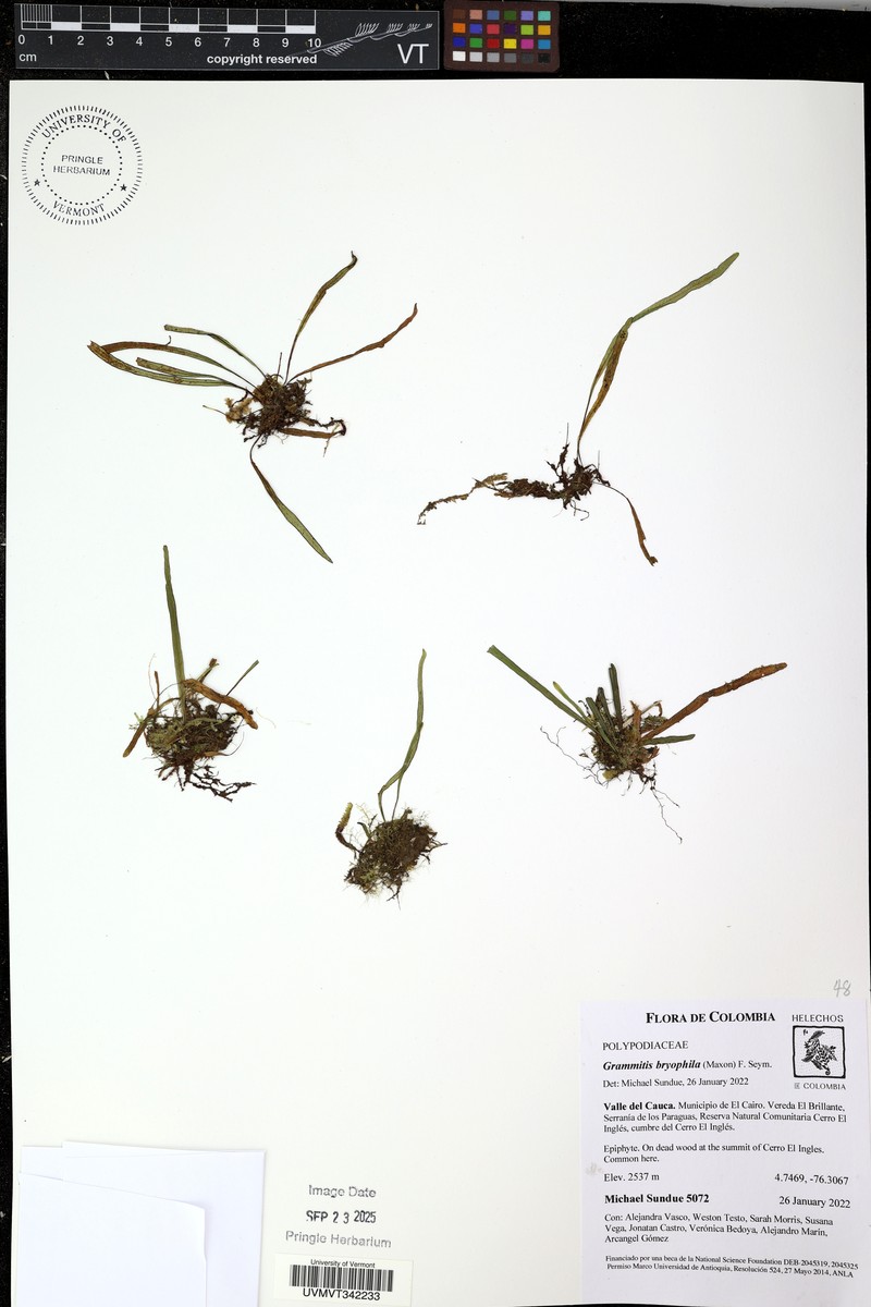 Grammitis bryophila photo 4