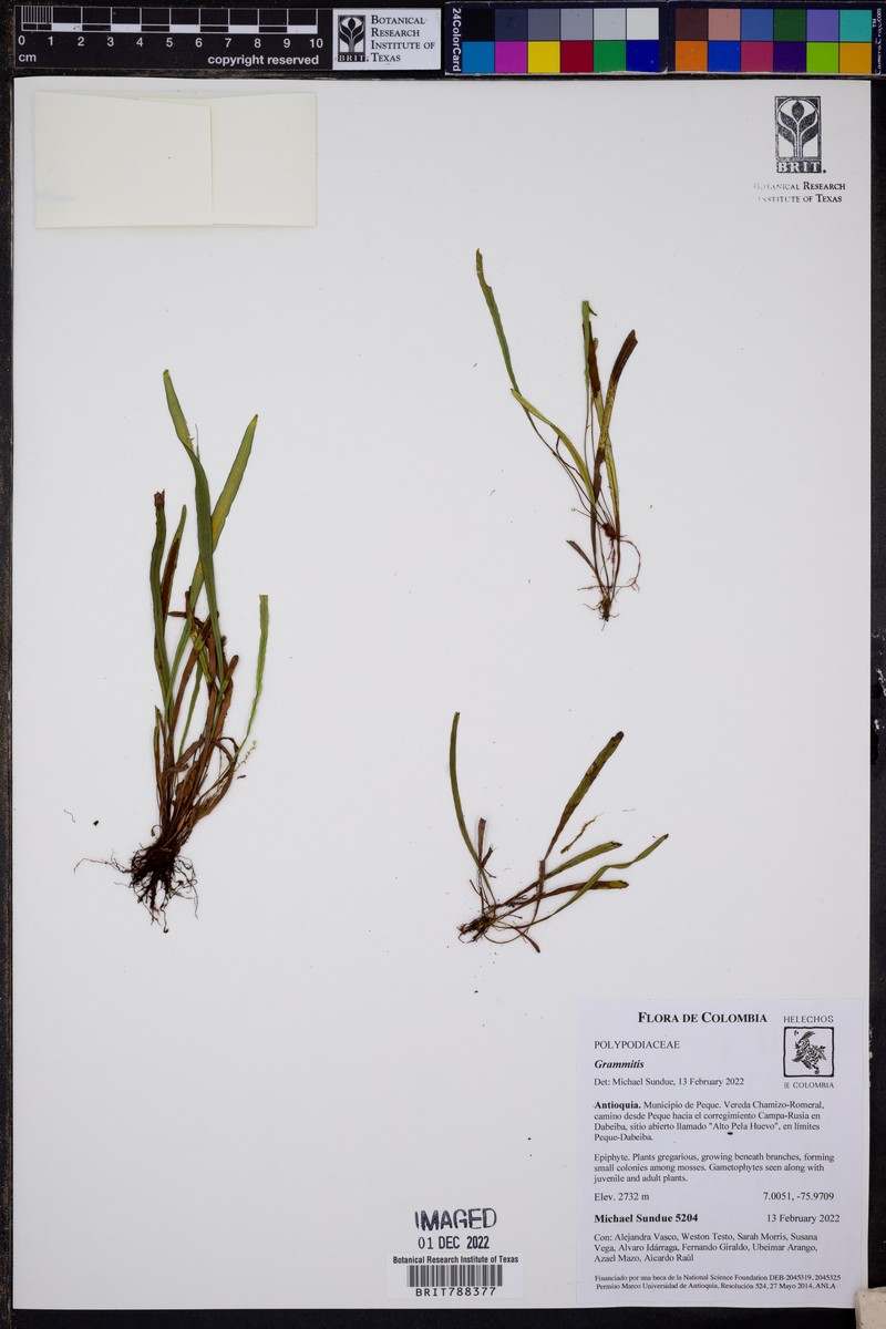 Grammitis bryophila photo 5
