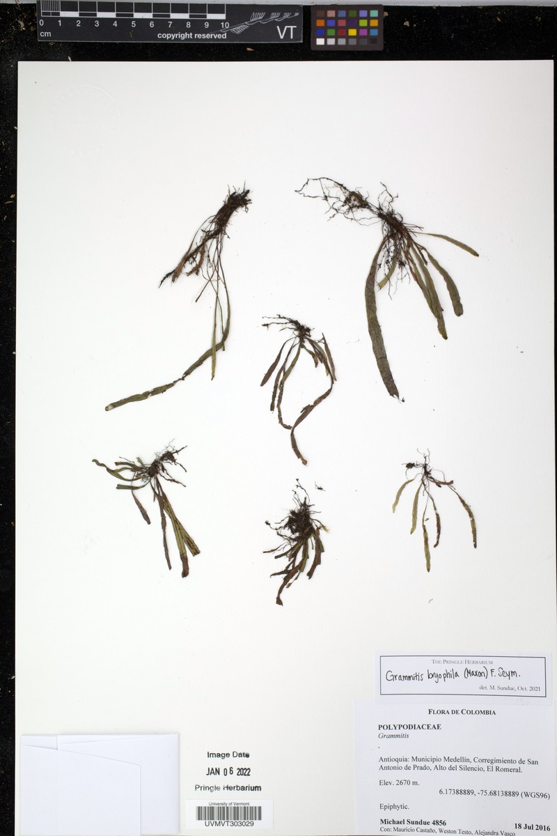 Grammitis bryophila photo 6