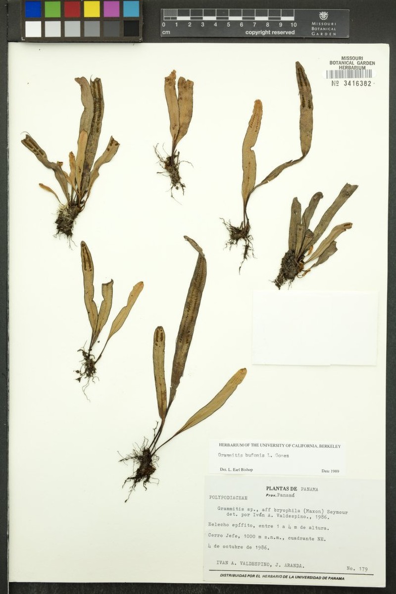 Grammitis bufonis