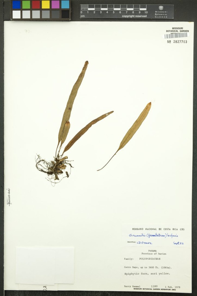 Grammitis bufonis photo 4