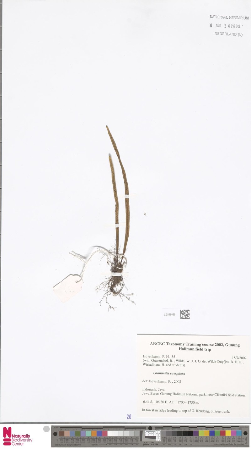 Grammitis caespitosa photo 2
