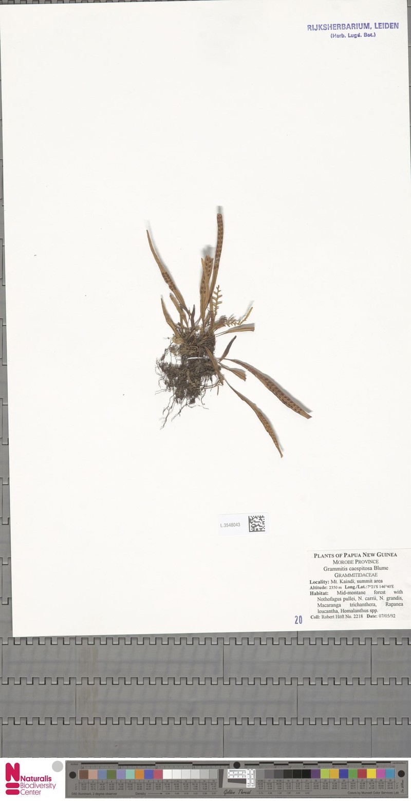 Grammitis caespitosa photo 3