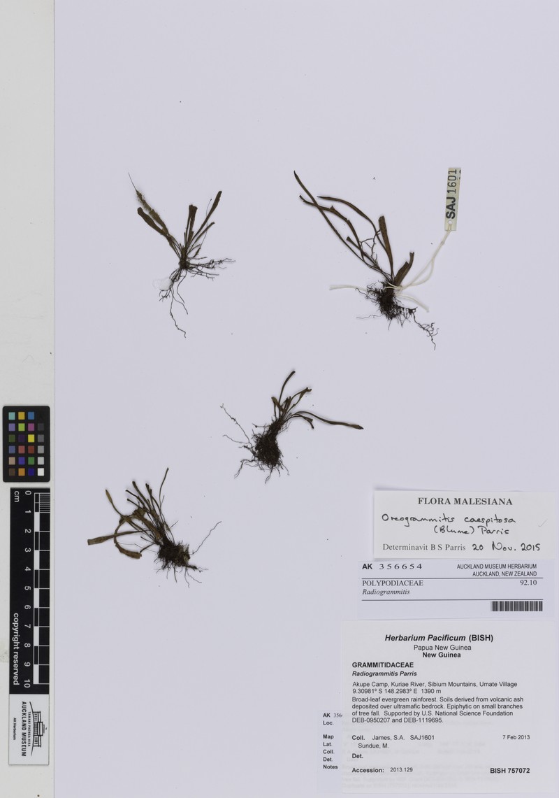 Grammitis caespitosa