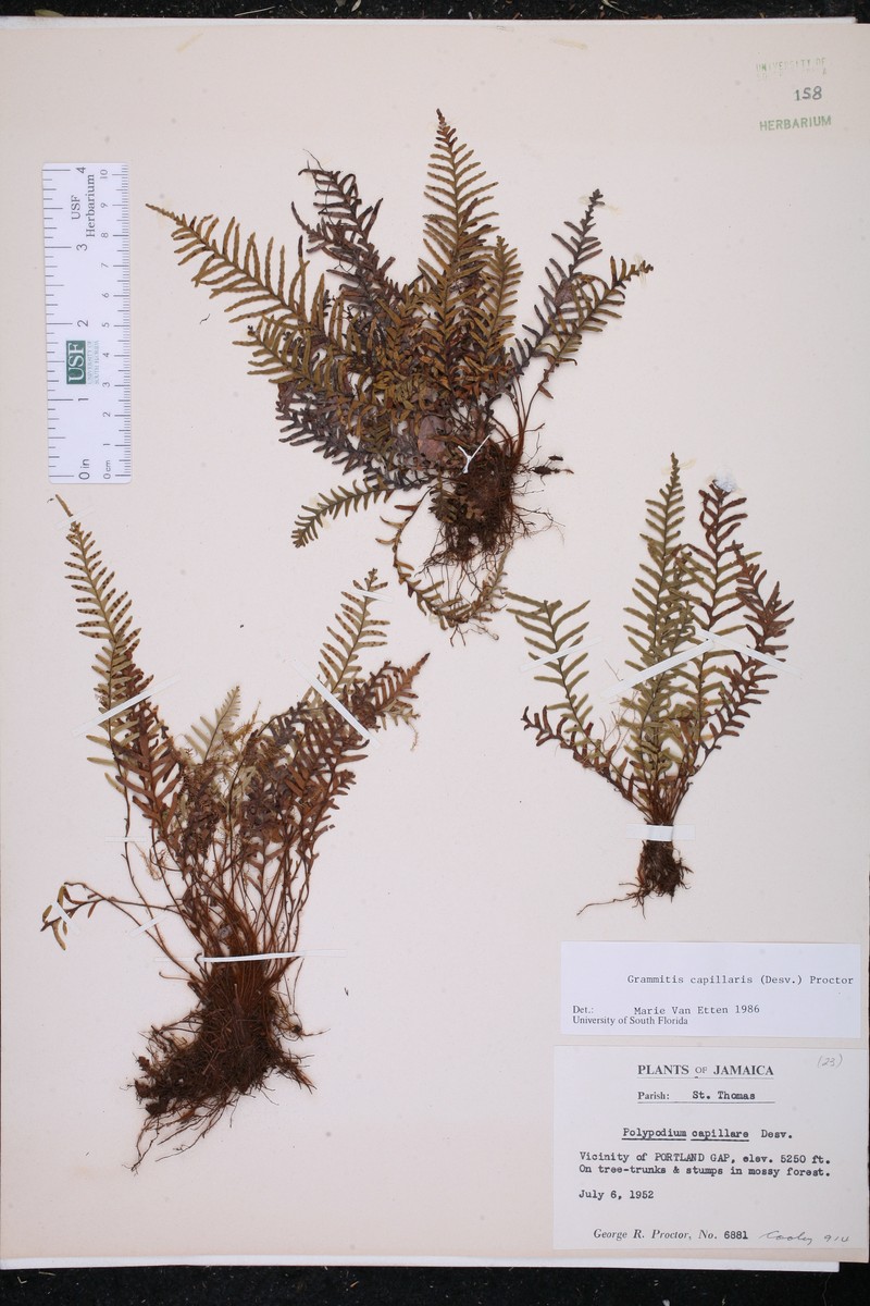 Grammitis capillaris