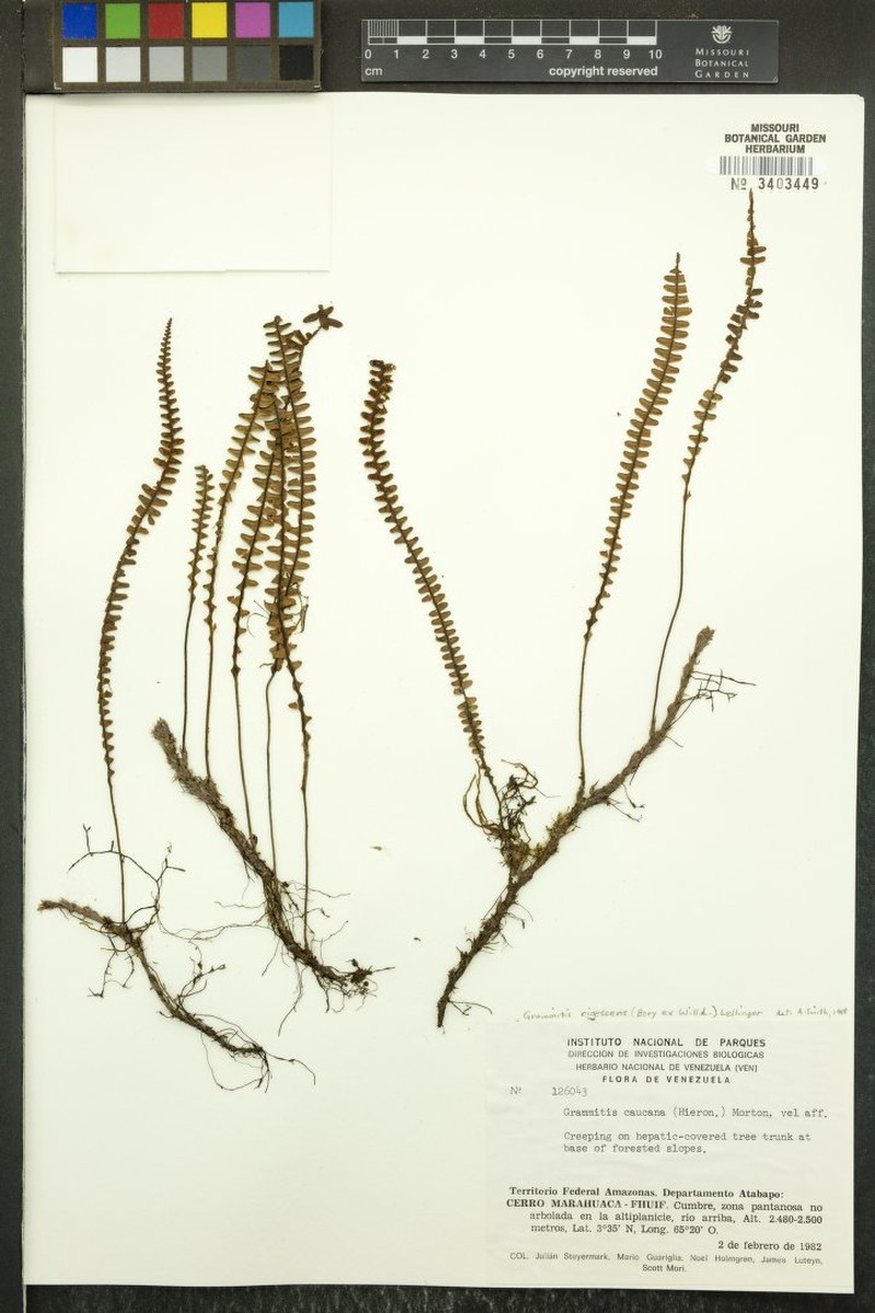 Grammitis caucana