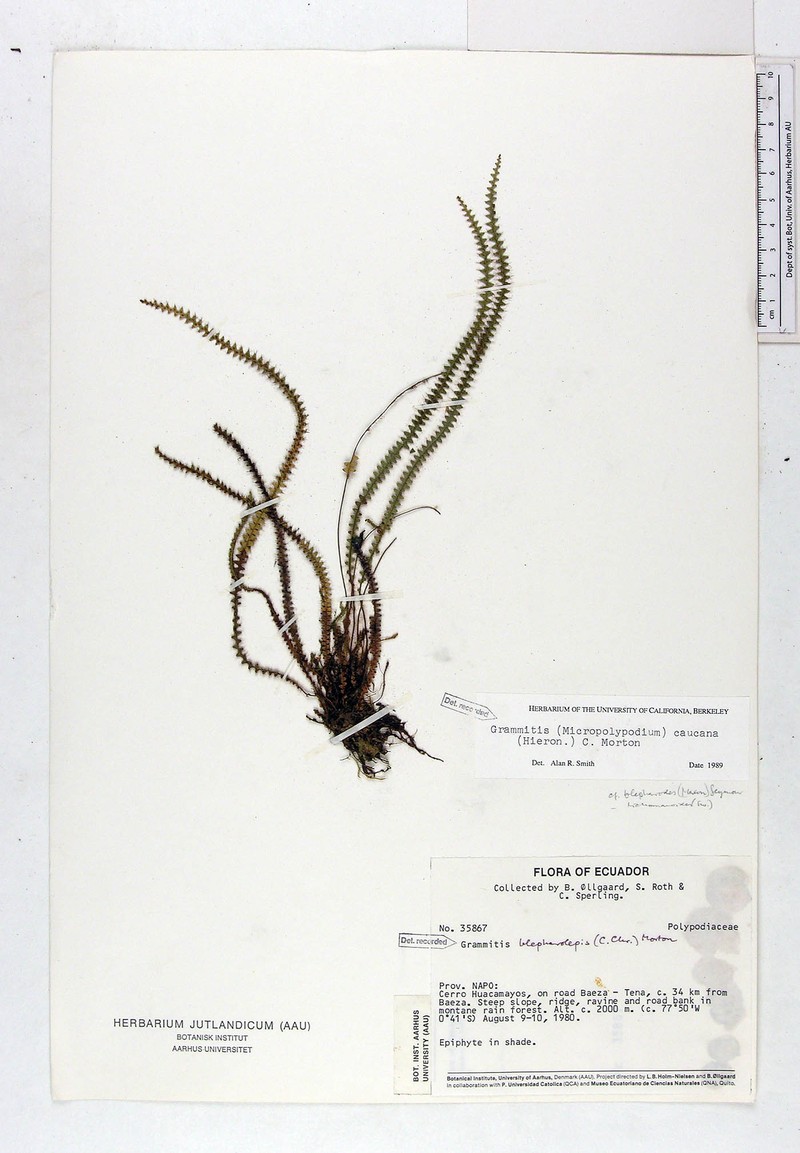 Grammitis caucana photo 2