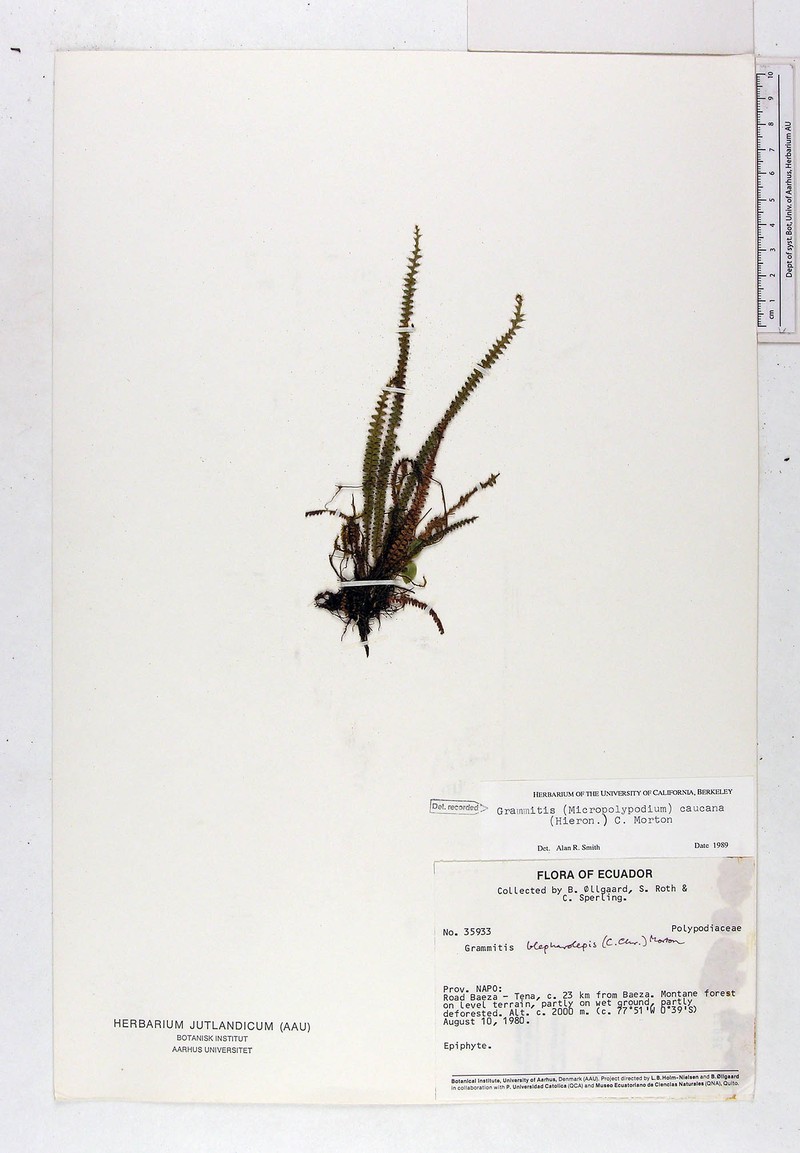 Grammitis caucana photo 3