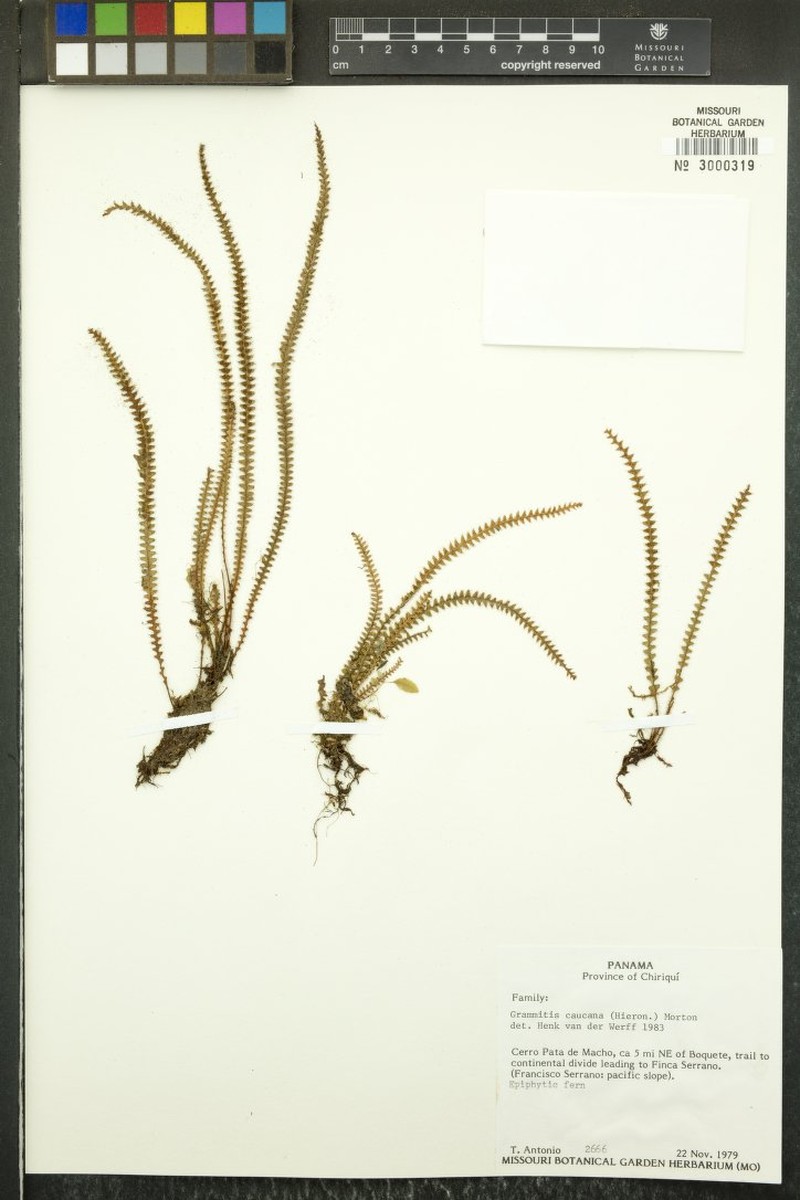 Grammitis caucana photo 4