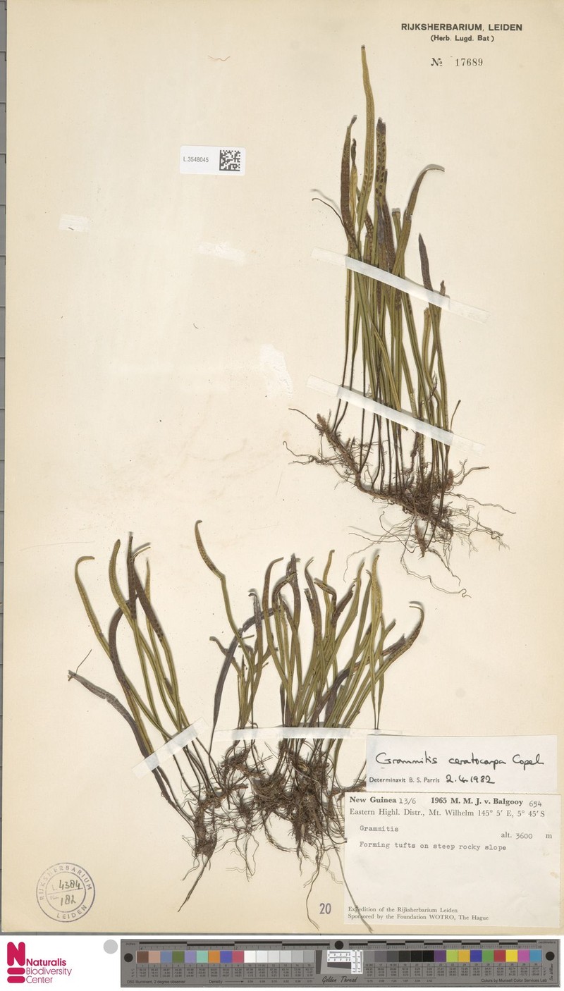 Grammitis ceratocarpa photo 2