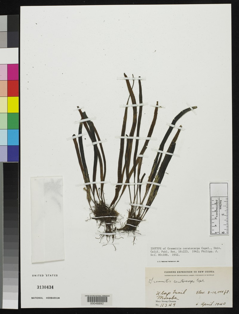 Grammitis ceratocarpa