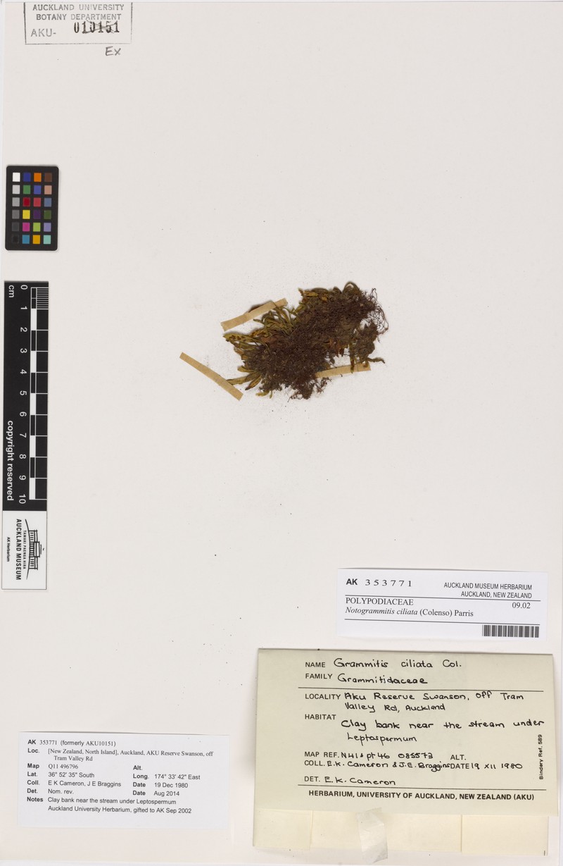Grammitis ciliata photo 2
