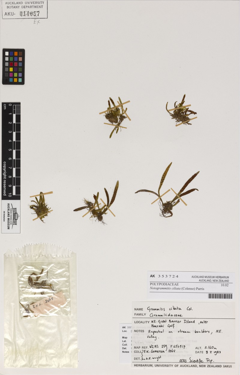 Grammitis ciliata photo 5