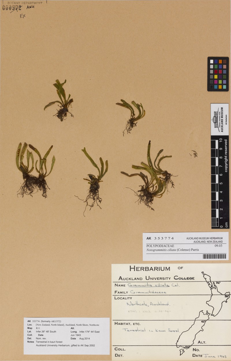 Grammitis ciliata photo 6