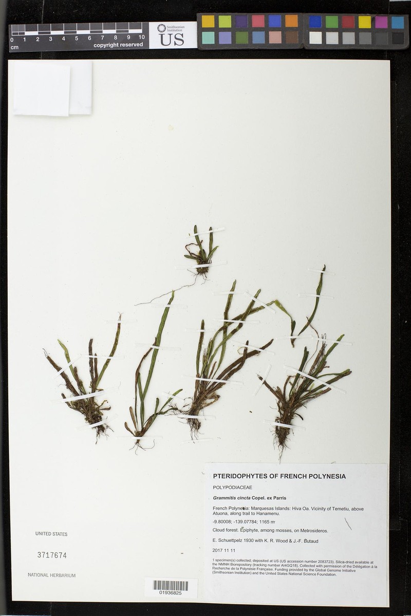 Grammitis cincta