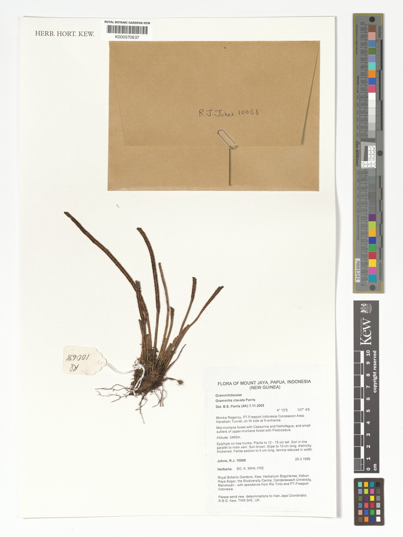 Grammitis clavata