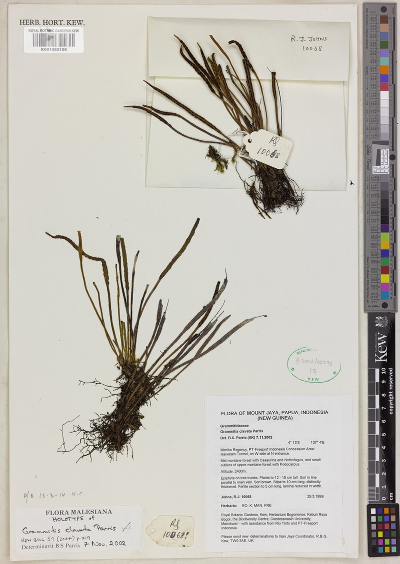 Grammitis clavata photo 2
