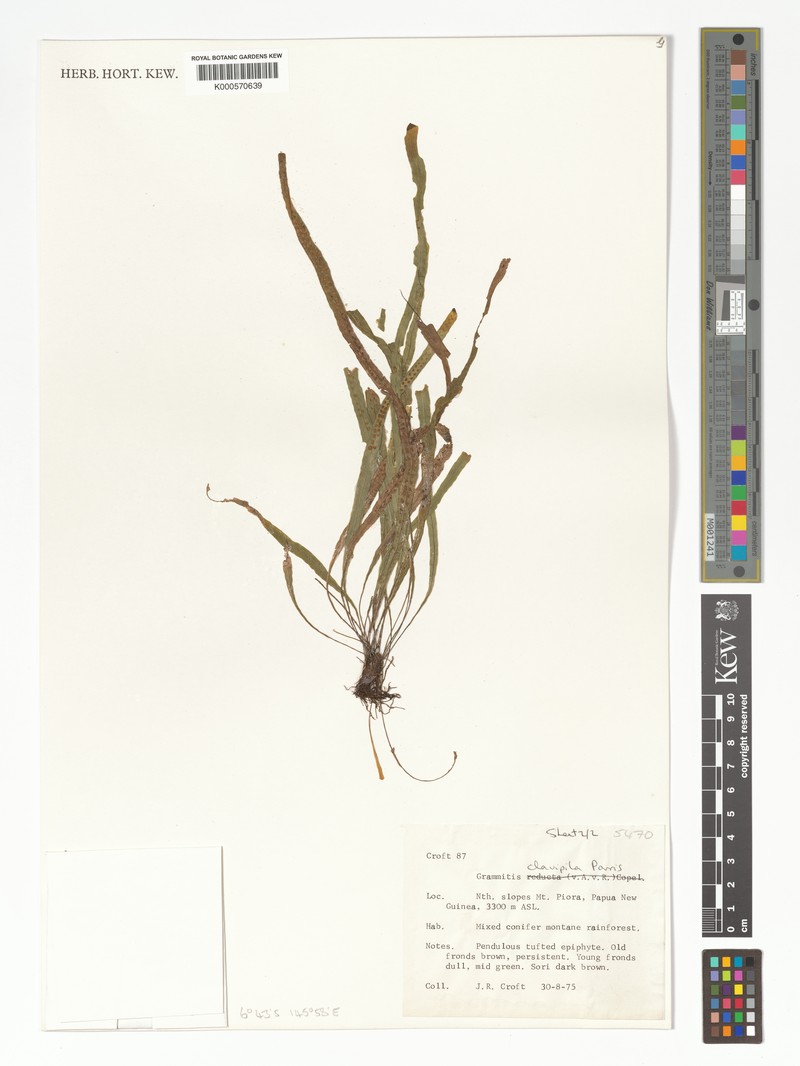 Grammitis clavipila photo 2