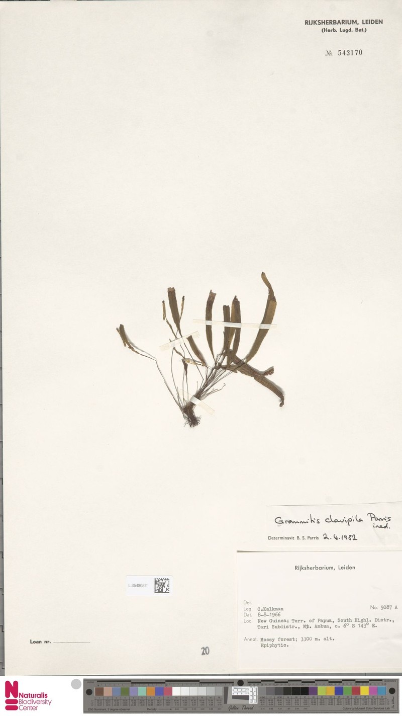 Grammitis clavipila photo 4
