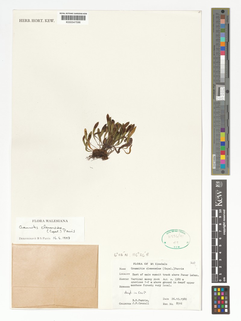 Grammitis clemensiae