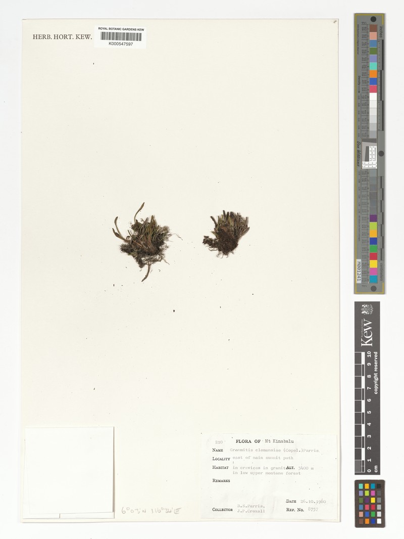 Grammitis clemensiae photo 3