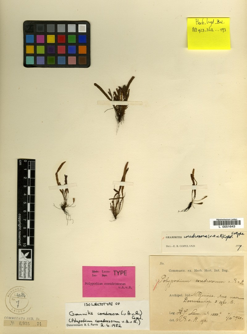 Grammitis coredrosora