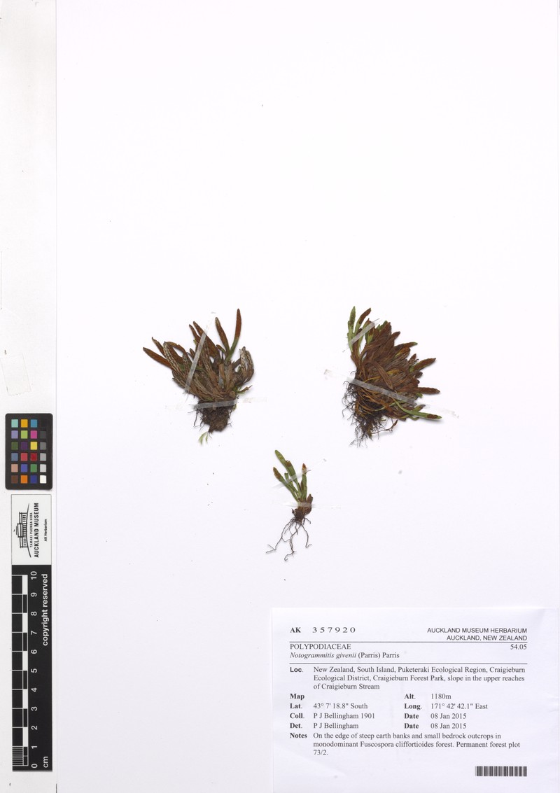 Grammitis crassior photo 6