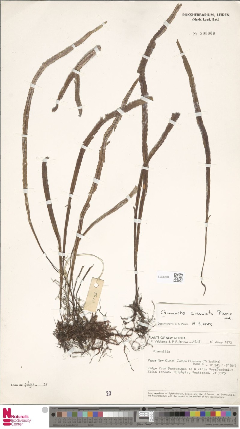 Grammitis crenulata