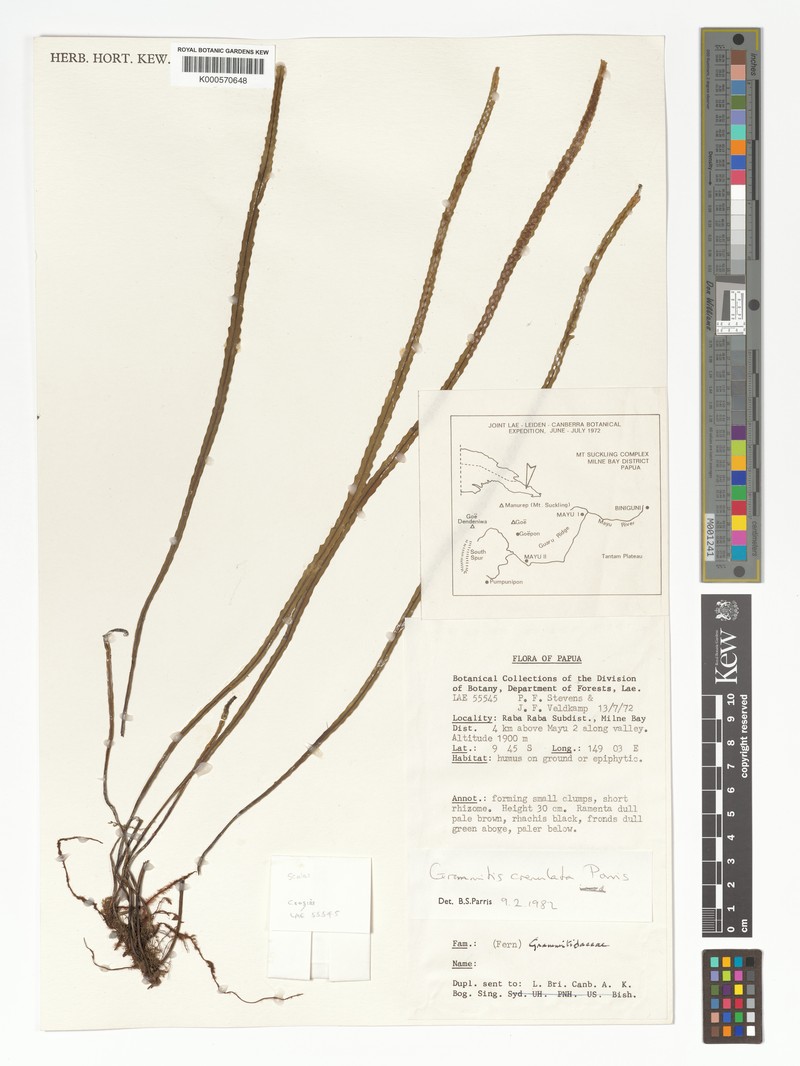 Grammitis crenulata photo 2