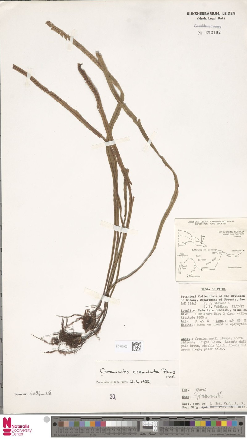 Grammitis crenulata photo 3