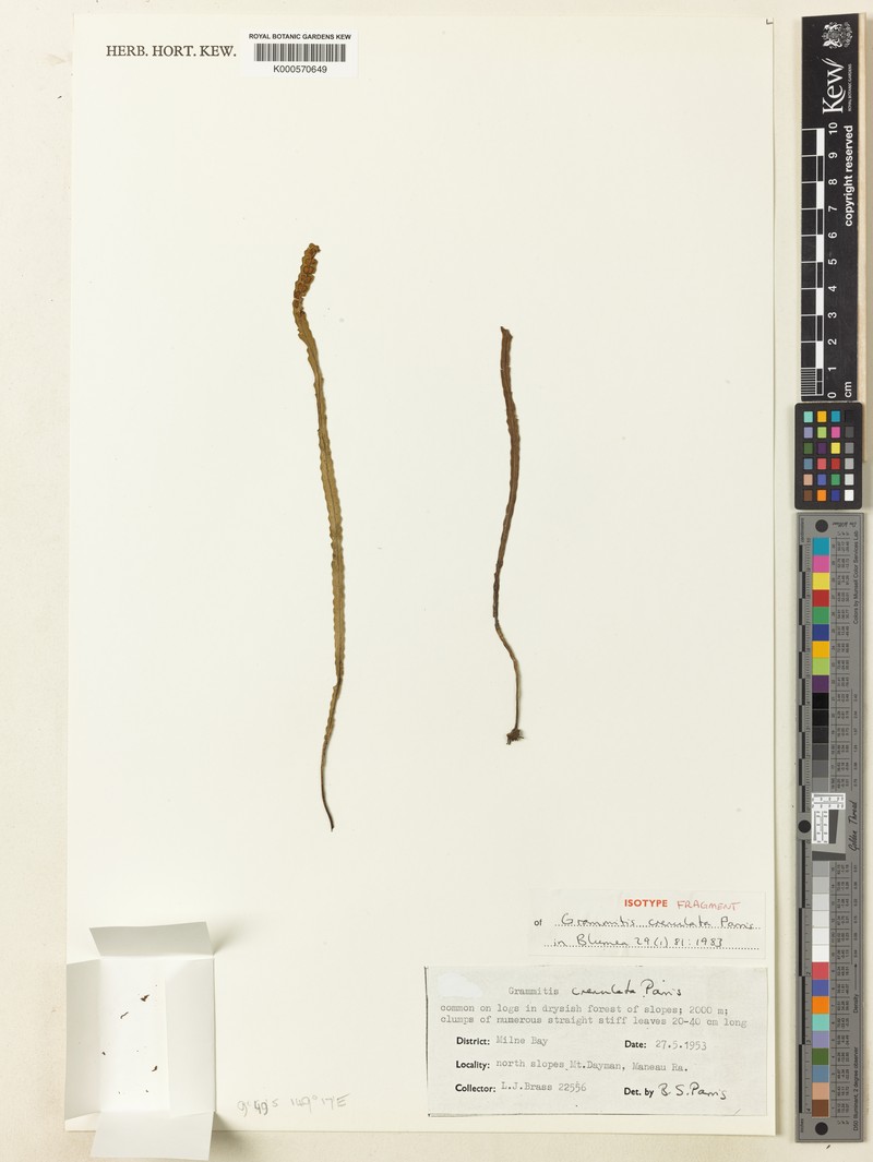 Grammitis crenulata photo 4