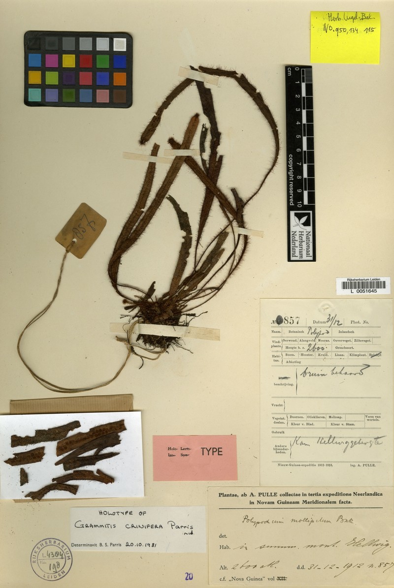 Grammitis crinifera