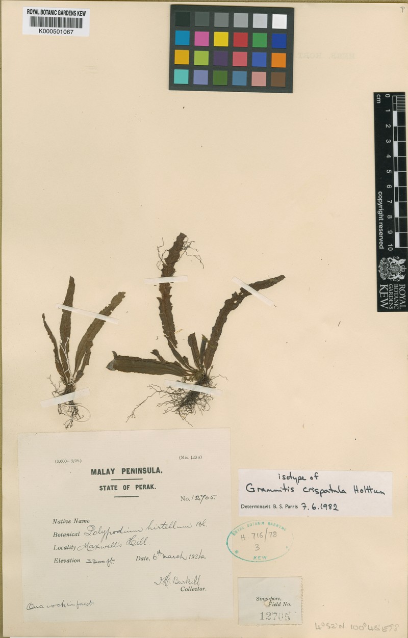 Grammitis crispatula photo 2